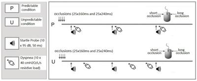 The Impact of Unpredictability on Dyspnea Perception, Anxiety and Interoceptive Error Processing